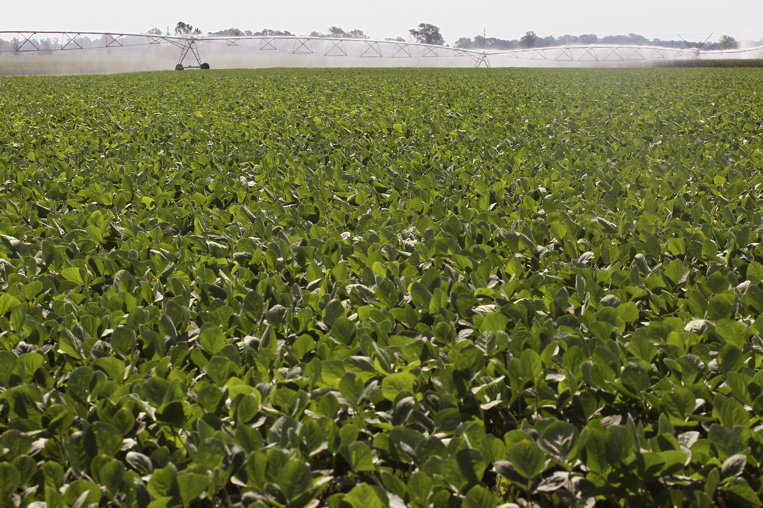 Soybean plants