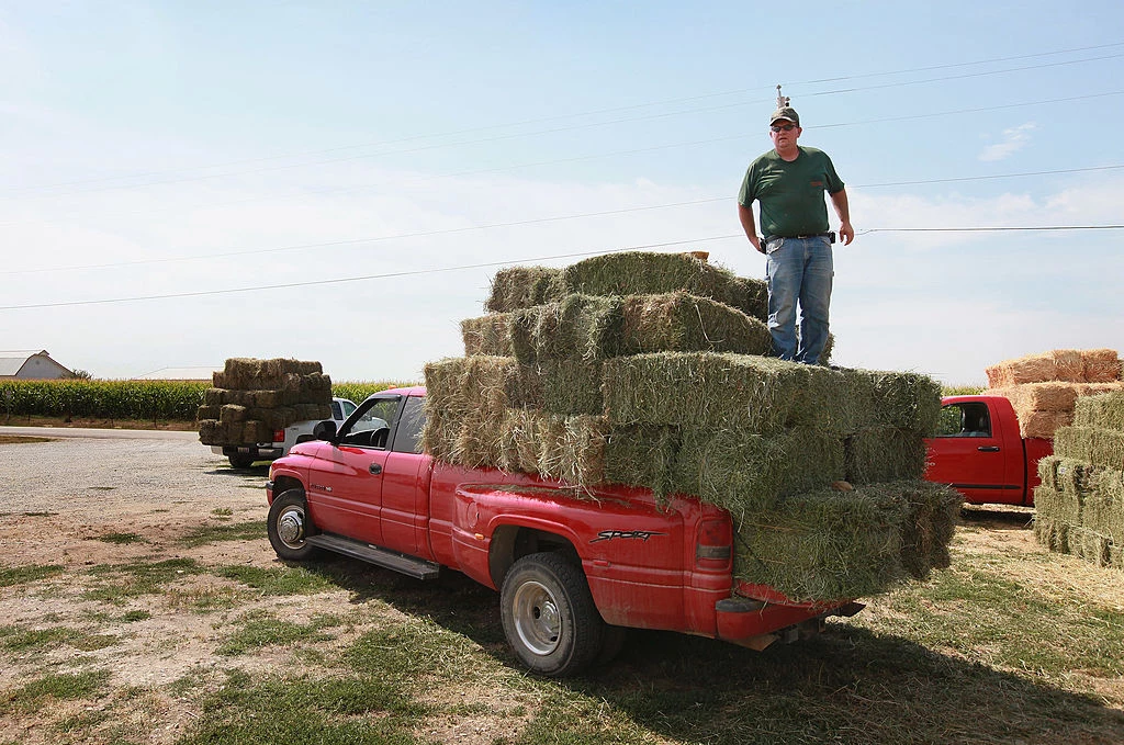 Hay