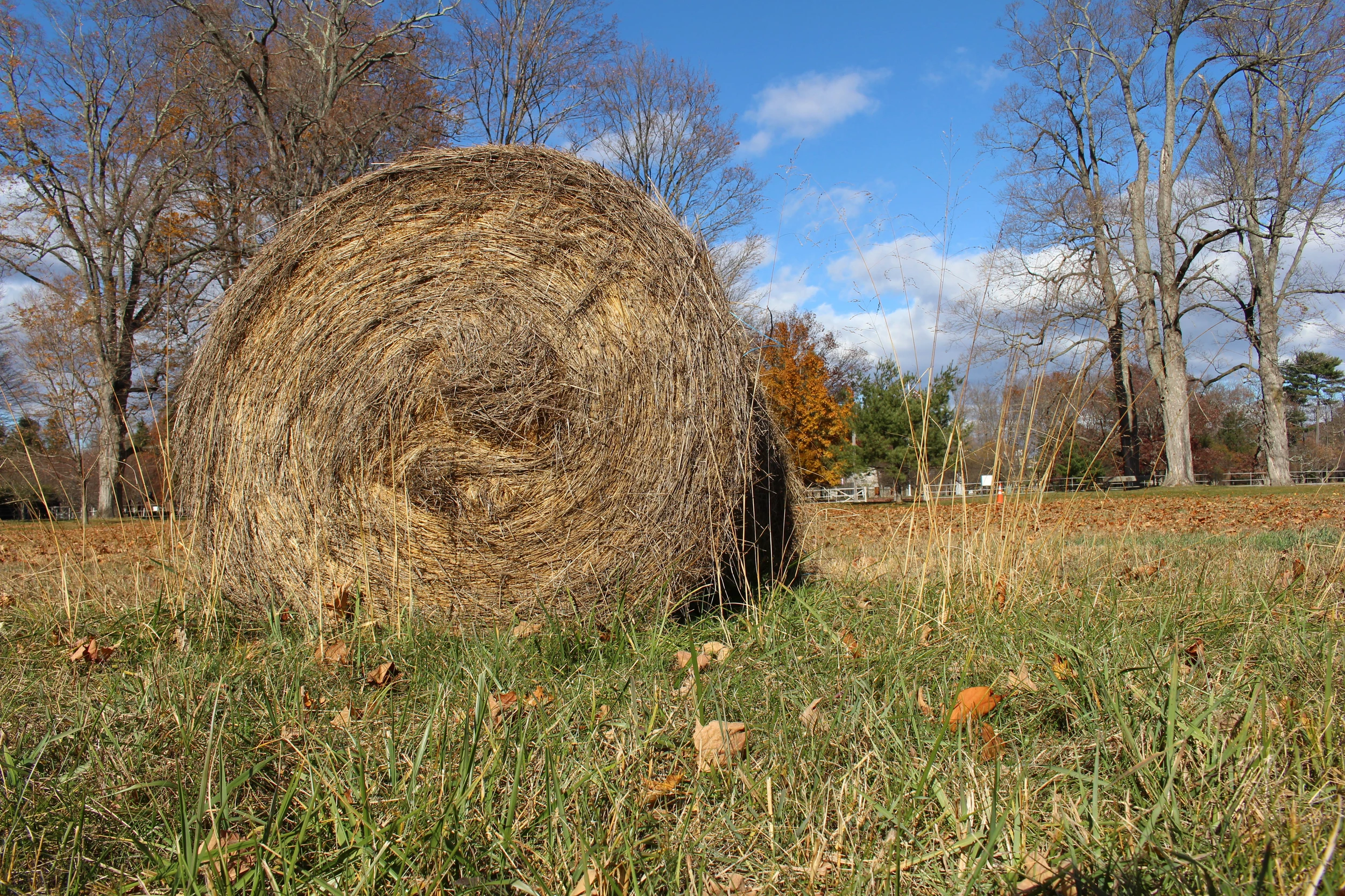 Hay