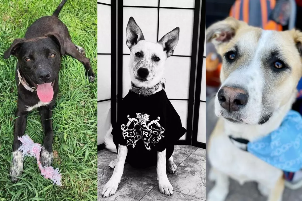 Help Local Dogs at New South Dakota Tattoo Shop On Saturday