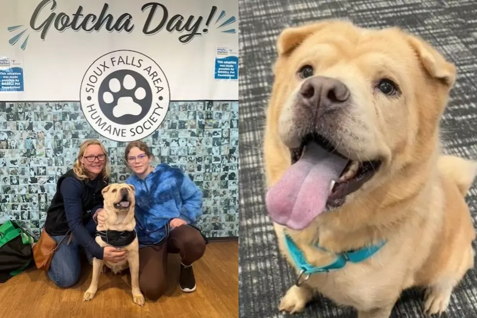 Lovable Sioux Falls Dog Finds New Home After 131 Days In Shelter