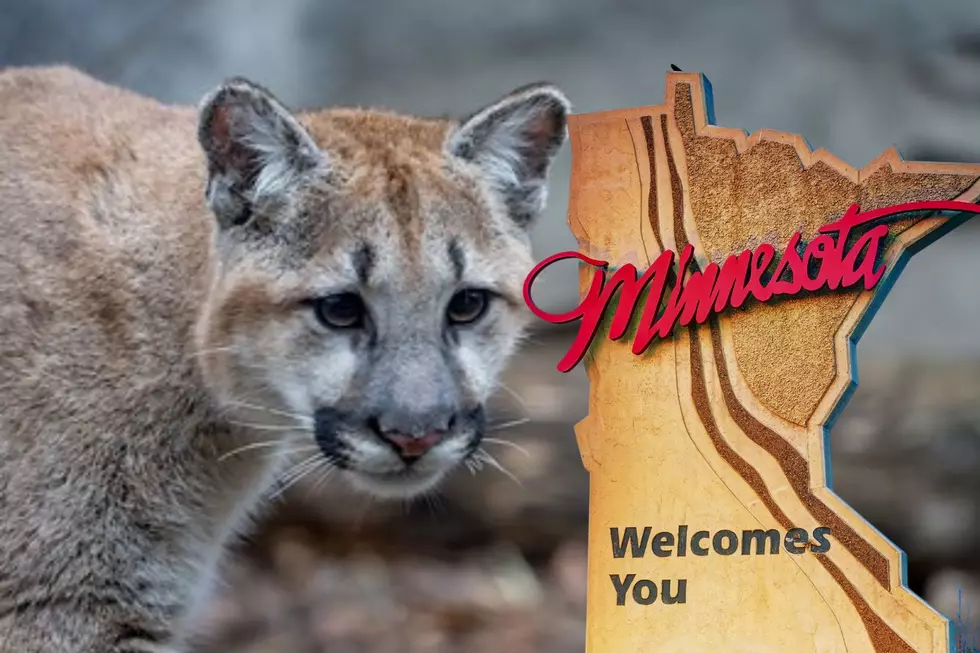 Majestic New Puma Cubs Find Permanent Home at Minnesota Zoo