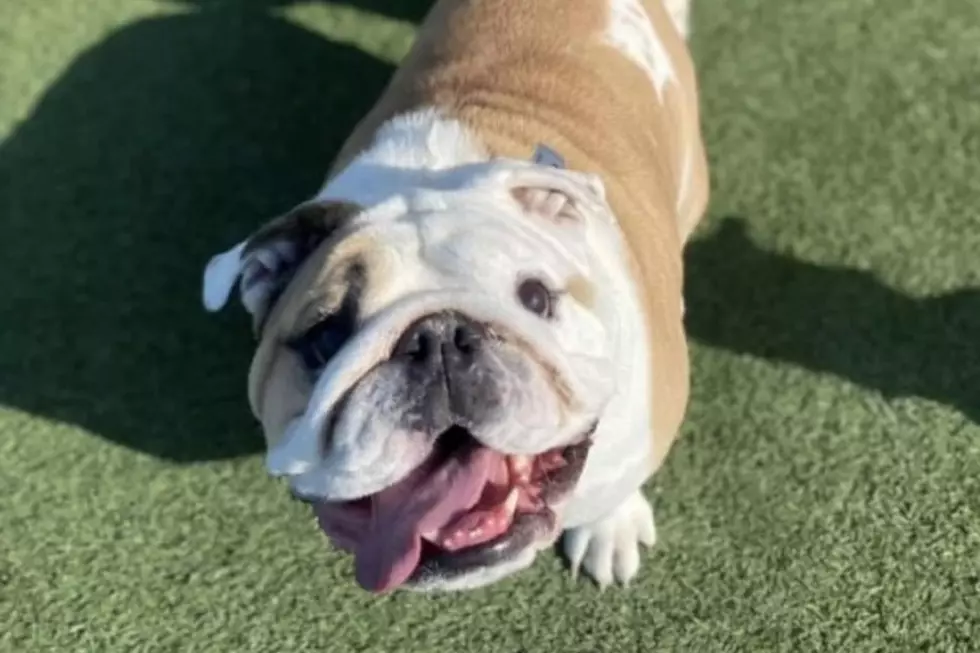 South Dakota Family Offering Big Reward for Missing Beloved Dog