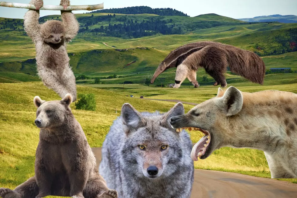 10 Exotic Animals You Can Keep As a Pet in South Dakota