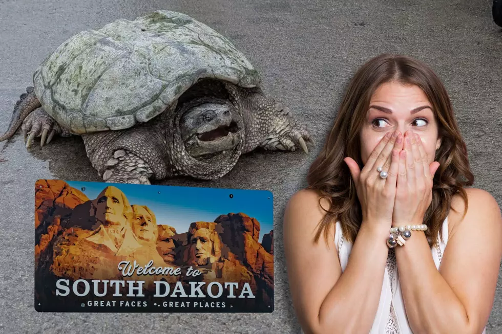 Wow! Giant Snapping Turtle Seen Wandering South Dakota Streets