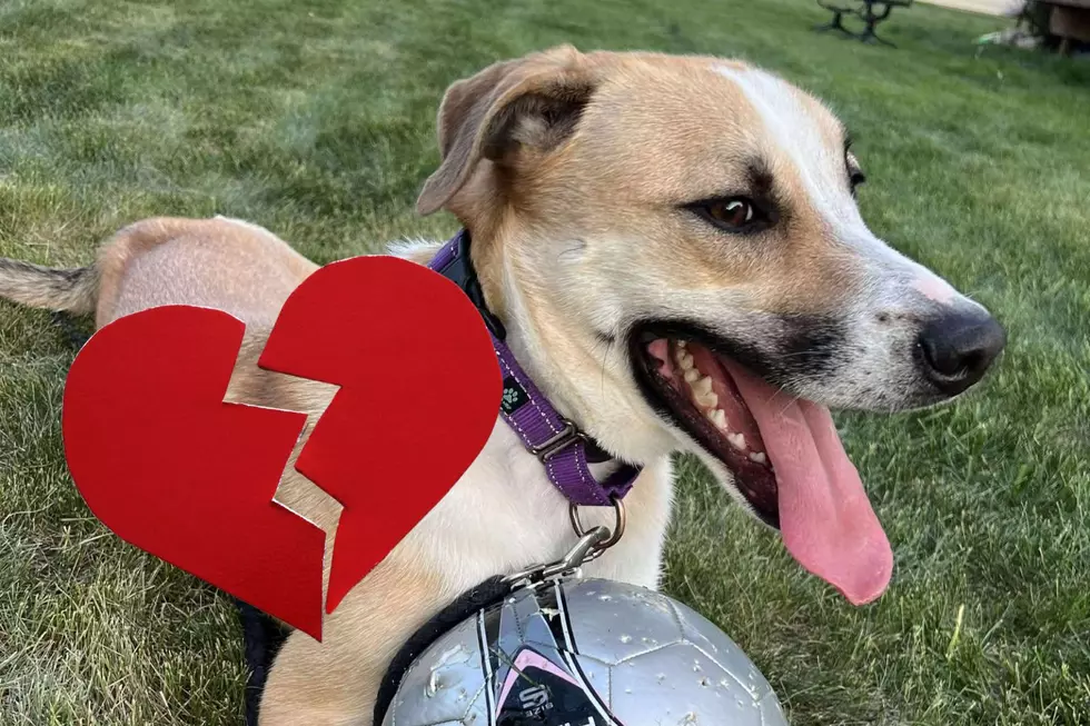 Over 500 Days Later, South Dakota Dog Still Waiting For New Family