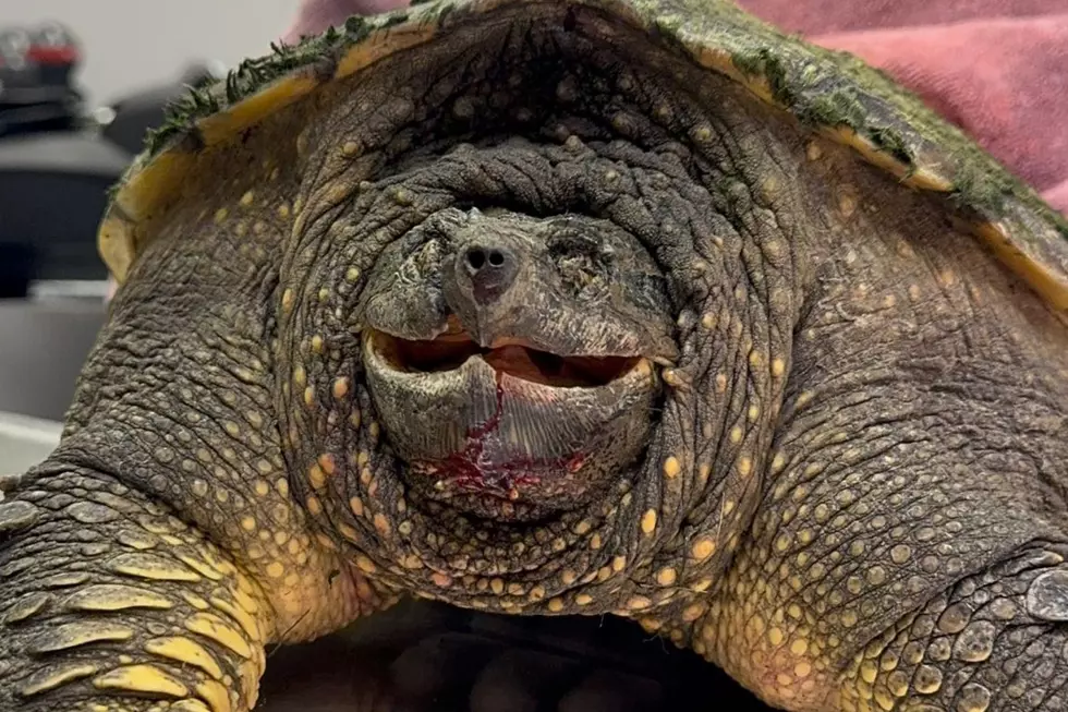 Local South Dakota Clinic & Good Samaritan Saves Snapping Turtle