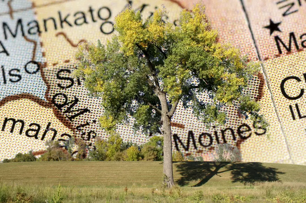The Biggest Tree in Iowa is Just 7 Miles From the MN Border