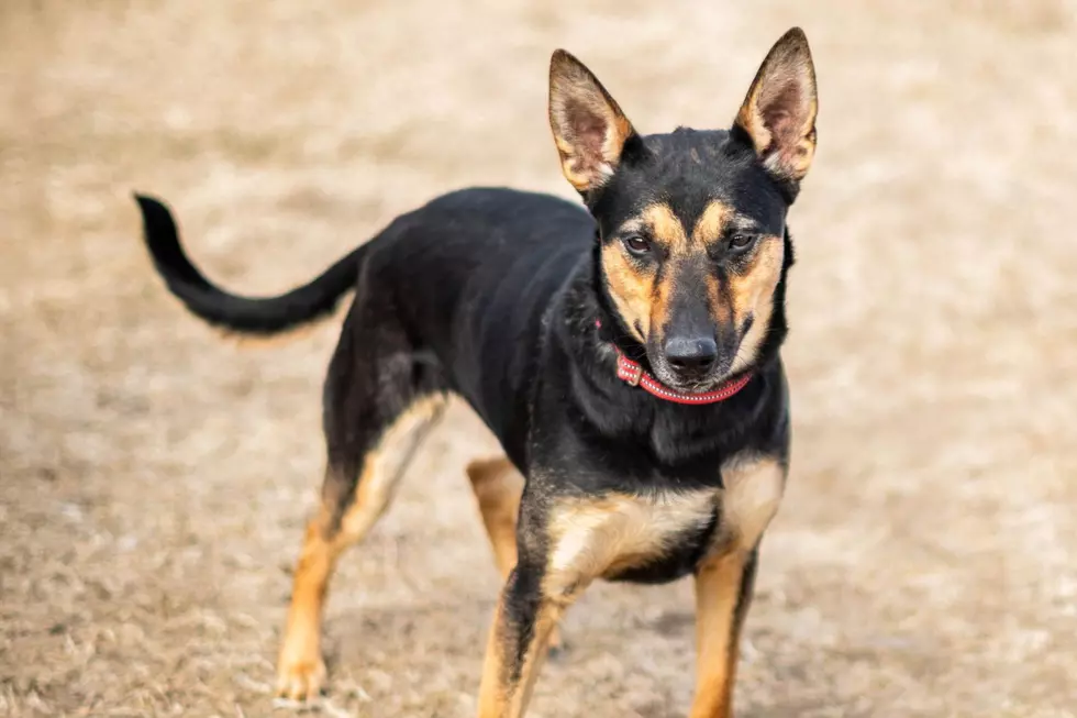 Heartbroken Sioux Falls Dog Struggling After Returning to Shelter