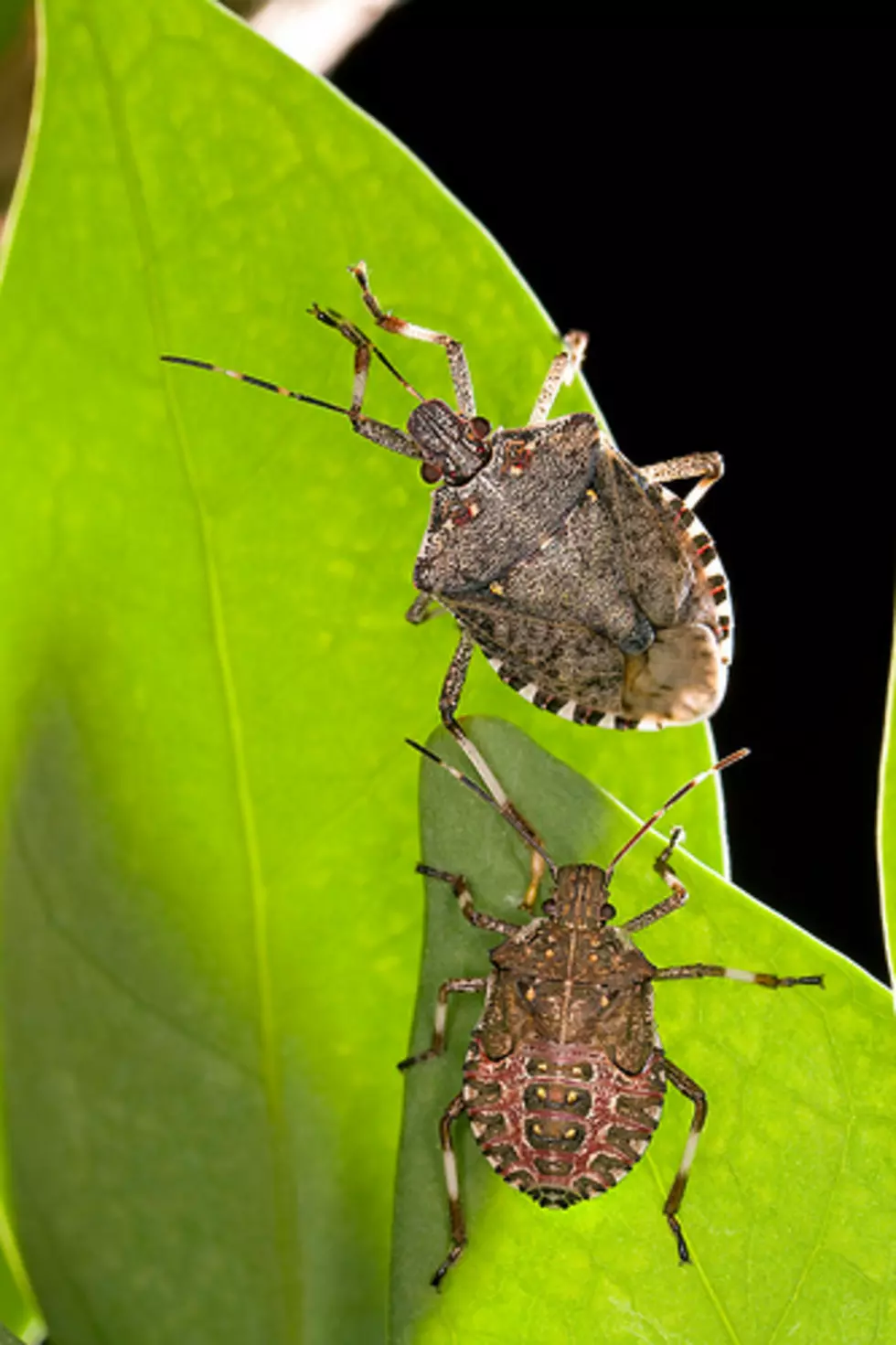 The Bug Invasion Continues