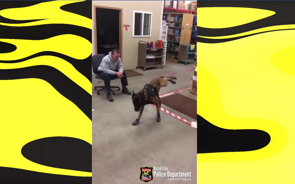 South Dakota K9 Doesn’t Like New Snow Booties